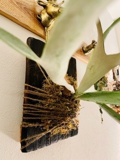 オシャレ植物！コウモリラン　観葉植物　ビカクシダ