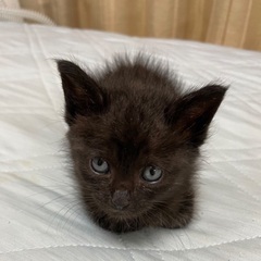 黒毛碧眼！ 人懐っこい沖縄生まれの子猫です