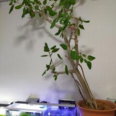 フィカスベンガレシス2メートル 観葉植物