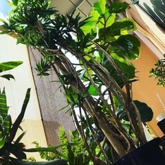 【ネット決済】売約済　ソングオブジャマイカ　ドラセナ　観葉植物　希少
