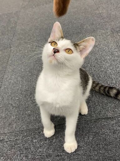 オス猫 5ヶ月くらい とても人懐こく カギしっぽがかわいい美形の猫ちゃんです あべもも 出雲の猫の里親募集 ジモティー