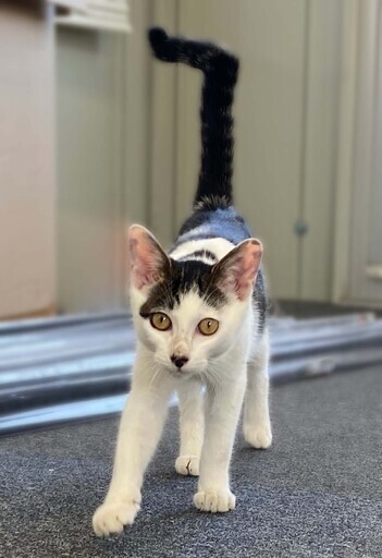 オス猫 5ヶ月くらい とても人懐こく カギしっぽがかわいい美形の猫ちゃんです あべもも 出雲の猫の里親募集 ジモティー