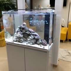 金魚、熱帯魚の便利屋さん　水槽のお掃除リセット片付け　お任せくだ...