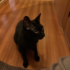 真っ黒　ネコちゃんの画像