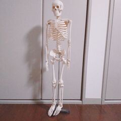 【ネット決済】人体骨格模型