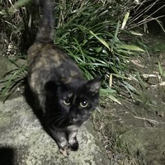 おしゃれなサビ猫ちゃんです。 − 石川県