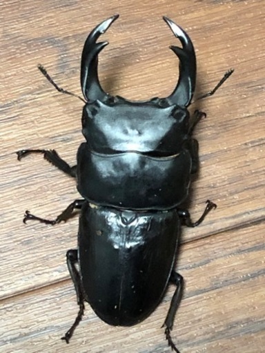 能勢YG オオクワガタ  ♂1♀2
