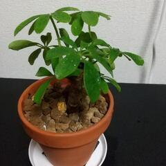 カポック3号鉢　観葉植物