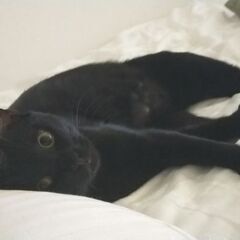 1歳の黒猫です