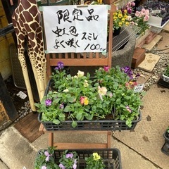 虹色スミレ　よく咲くスミレ　100円