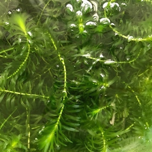 水草アナカリス1 譲ります きよっさん 鳳のその他の中古あげます 譲ります ジモティーで不用品の処分