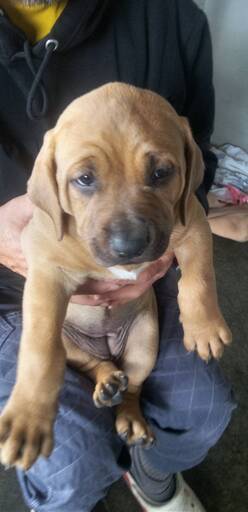 里親様決定しました とってもかわいい土佐犬パピー 女の子 新しいおうちを探しています Iio 比企の犬の里親募集 ジモティー