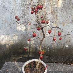 老爺柿　紅真珠　ロウヤガキ　盆栽　観葉植物