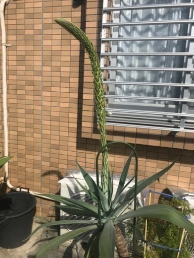 アガベアテナータ★花咲きます★希少★おまけのアガベ付★観葉植物