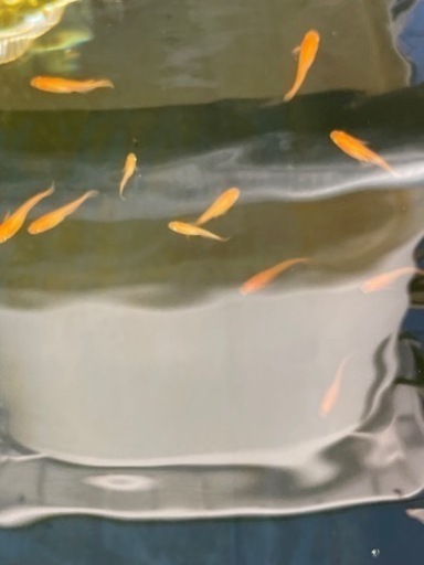 メダカ大和紅帝 朱赤メダカ 未選別3匹セット アキ 木更津のその他の中古あげます 譲ります ジモティーで不用品の処分