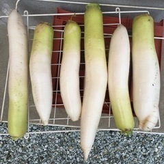 大根、白菜、無料で差し上げます。