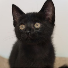 黒猫のクーたん - 猫