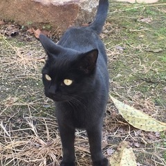 【募集停止中】優しい黒猫の女の子⭐️１歳