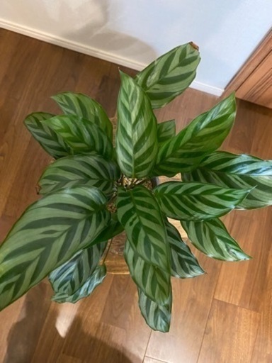 ★取引中【観葉植物】カラテアフレディ4号