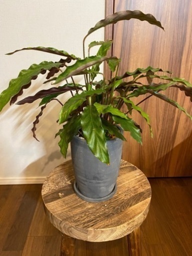 ★取引中【観葉植物】カラテアルフィバルバ4号