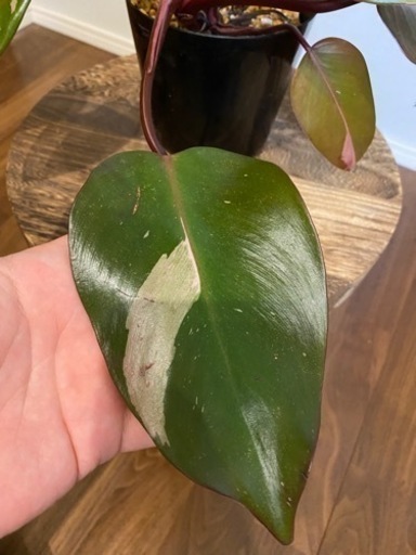 値下げ 観葉植物 フィロデンドロンピンクプリンセス斑入り おに 京王多摩センターのその他の中古あげます 譲ります ジモティーで不用品の処分