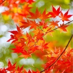 静岡県西部の紅葉🍁を見に行きましょう。