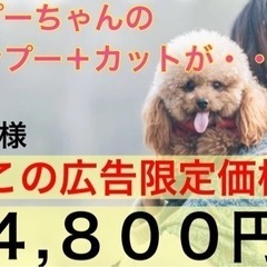 【この投稿限定価格】トイプーちゃんのトリミングが4,800円！！