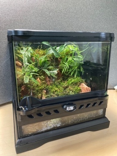 格安人気 杜のメダカカエル飼育にオススメ パルダリウム完成品 爬虫類 両生類用品 Orointegrated Coop