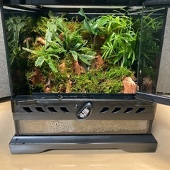 格安人気 杜のメダカカエル飼育にオススメ パルダリウム完成品 爬虫類 両生類用品 Orointegrated Coop