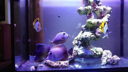 海水魚　５匹
