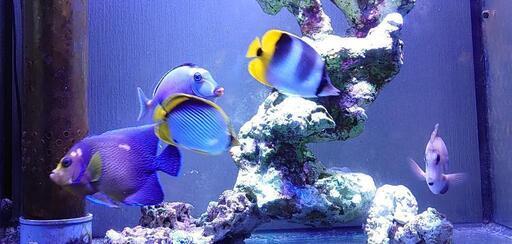 その他 海水魚 5匹
