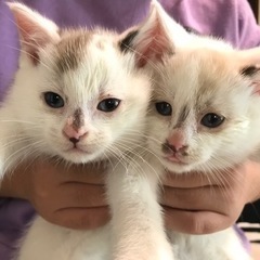 白系　子猫　1ヶ月半