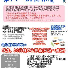 お得ネバーめだか屋(道場店)で2021年11月27日28日（土・...