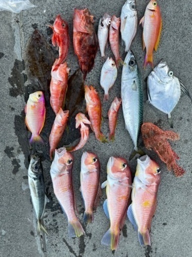 船や陸っぱりからゆるーく海釣りできる仲間募集します 初心者大歓迎です Maru 中野の釣りのメンバー募集 無料掲載の掲示板 ジモティー