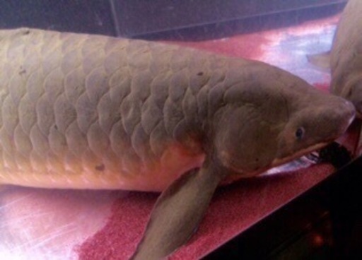 ネオケラ 90センチ　買い取り魚　早いもの勝ち12万