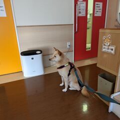 優しい性格の柴犬ミックスの女のです。里親になっていただけないでしょうか。 − 香川県