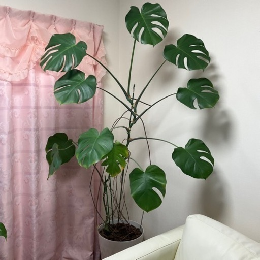 モンステラ 確認用です-