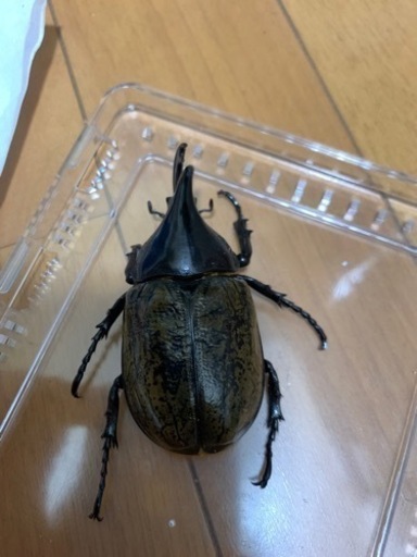檸檬エクア】今期は最初で最後の出品 エクアトリアヌス幼虫4頭