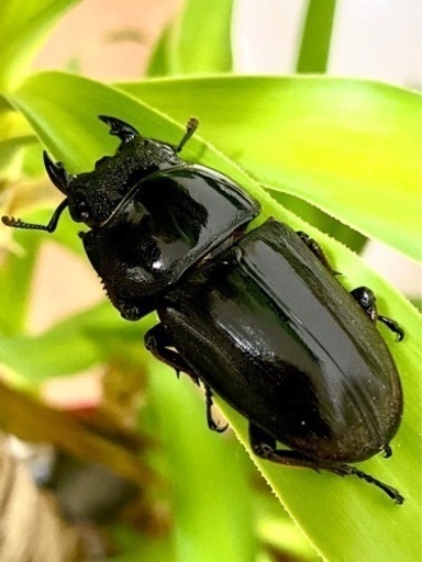 完売御礼(insectbase)発送対応‼️ハーキュリーT血統スマトラ