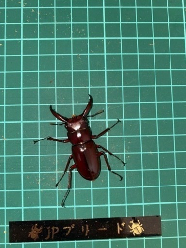フォルスターフタマタクワガタ　亜種ニシ　成虫ペア　【クワガタ、カブトムシ】