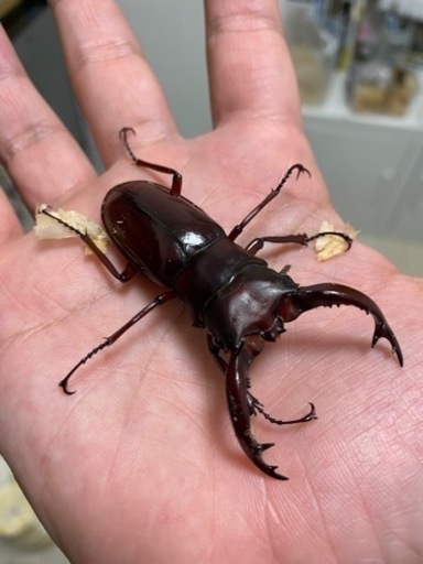 フォルスターフタマタクワガタ　亜種ニシ　成虫ペア　【クワガタ、カブトムシ】