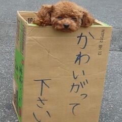 犬・動物好きワンワン飲み会☆犬と遊びたい☆愛犬を遊ばせたい☆彡レ...