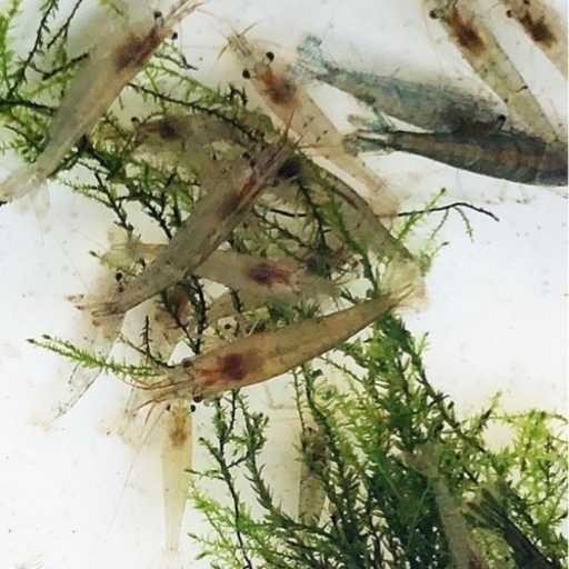 1 15更新ミナミヌマエビ50匹1000円屋外メダカ水槽より熱帯魚水草水槽めだかウィローモス釣り ハル 逆瀬川のその他の中古あげます 譲ります ジモティーで不用品の処分