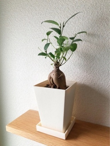 観葉植物　ガジュマル(21)　33cm　3号鉢と受け皿付き
