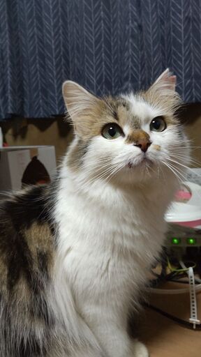 可愛い長毛種の三毛猫ちゃん おけこ 徳島の猫の里親募集 ジモティー