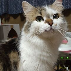 可愛い長毛種の三毛猫ちゃん(♀)