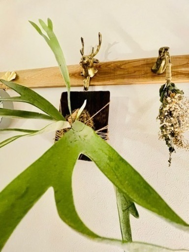 オシャレ植物！コウモリラン 観葉植物 ビカクシダ - その他 