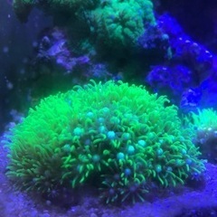 【ネット決済】海水魚　サンゴ　スターポリプ✨美✨