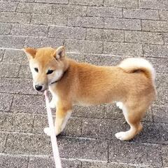 柴犬　数名の方と面談に進みます。新規の問い合わせは終了させて頂き...