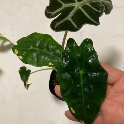 観葉植物 アロカシアポリー2 もも 大善寺の生活雑貨の中古あげます 譲ります ジモティーで不用品の処分